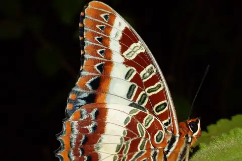 White-barred Emperor