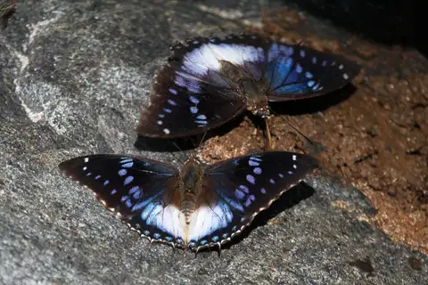 Blue-spotted Charaxes