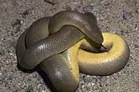 Northern Rubber Boa