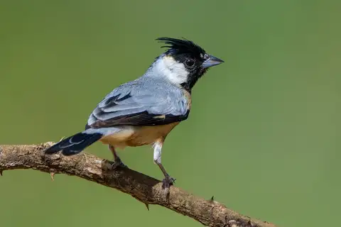 Coal-crested Finch