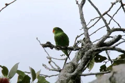 Pygmy Lorikeet