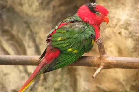 Josephine's Lorikeet