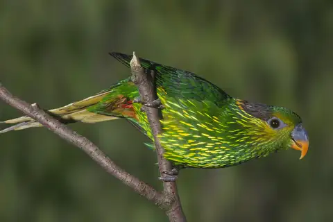 Striated Lorikeet