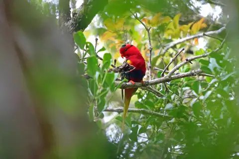 West Papuan Lorikeet