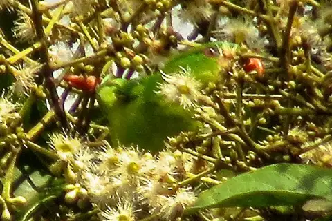 Blue-fronted Lorikeet