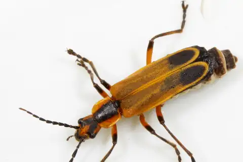 Margined Leatherwing Beetle
