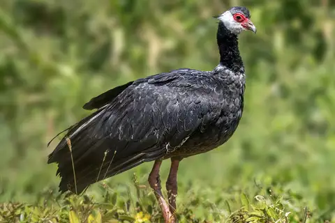 Northern Screamer