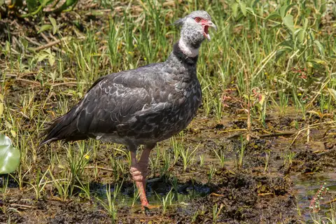 Southern Screamer