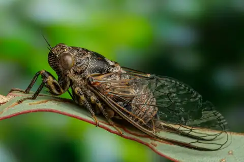 Copper Shrub-buzzer