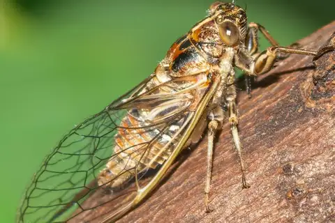 Cassinia Cicada