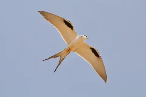 Scissor-tailed Kite