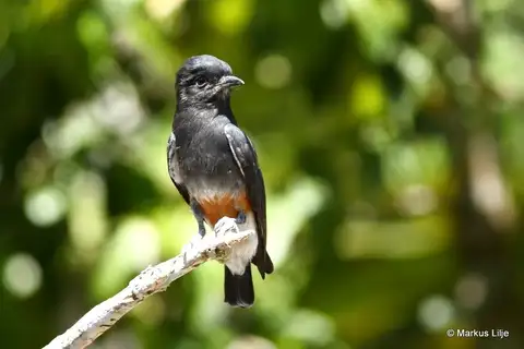 Swallow-winged Puffbird