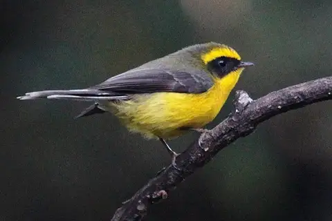 Yellow-bellied Fantail