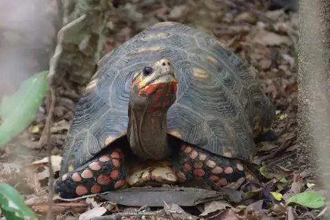 Red-footed Tortoise