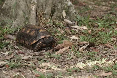 Brazilian Giant Tortoise