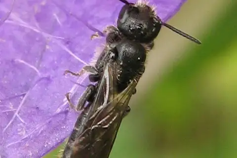 Small Scissor Bee