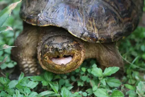 South American Snapping Turtle