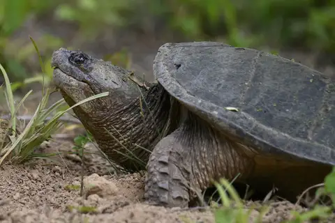 Common Snapping Turtle
