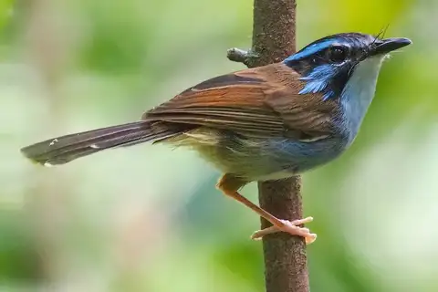 Campbell's Fairywren