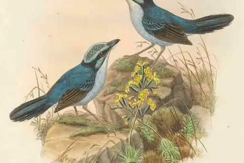 Broad-billed Fairywren