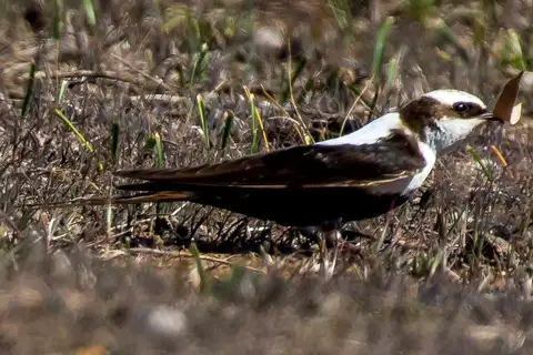 White-backed Swallow