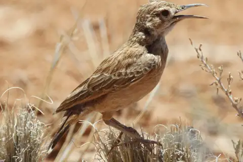 Spike-heeled Lark