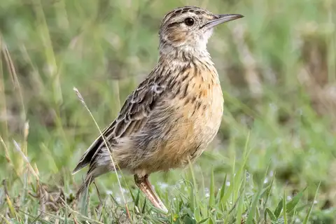 Beesley's Lark