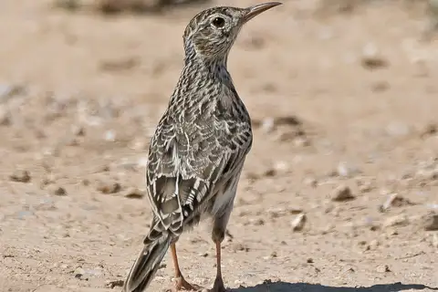 Dupont's Lark