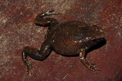 de Ávila Pires's Humming Frog