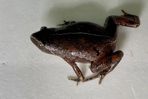 Bassler's Humming Frog