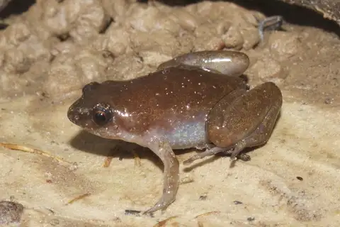 Hudson's Humming Frog