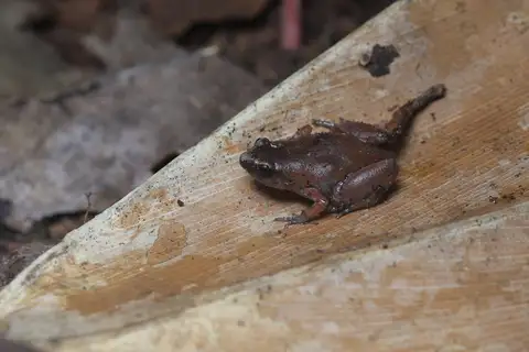 Chiasmocleis jacki