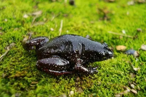 Santa Catarina Humming Frog