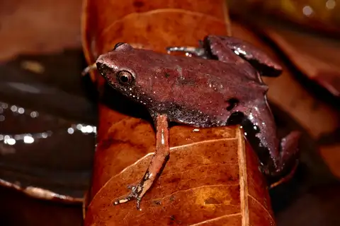 Guyana Humming Frog