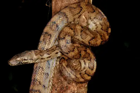 Puerto Rican Boa