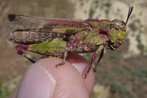Painted Meadow Grasshopper