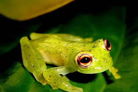 Maria Elena's Glass Frog