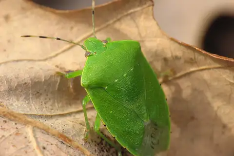 Green Stink Bug