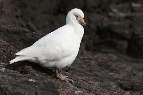 Snowy Sheathbill