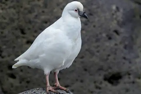 Black-faced Sheathbill