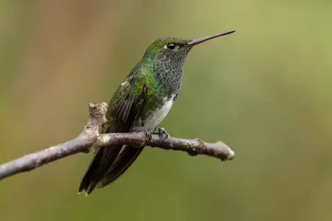 Glittering-throated Emerald