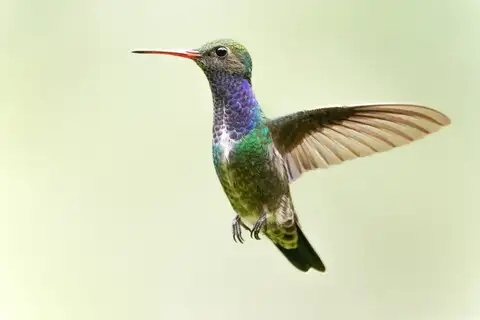 Sapphire-spangled Emerald