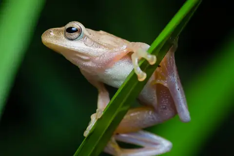 Doria's Tree Frog