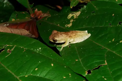 Nongkhor Asian tree frog
