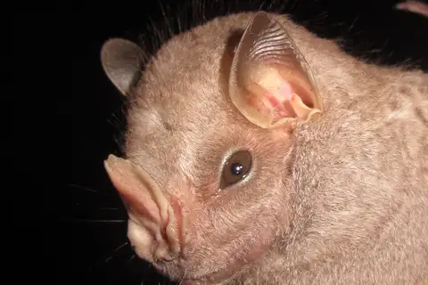 Hairy Big-eyed Bat