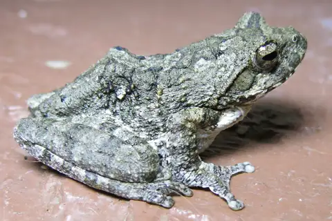 Grey Foam-nest Tree Frog