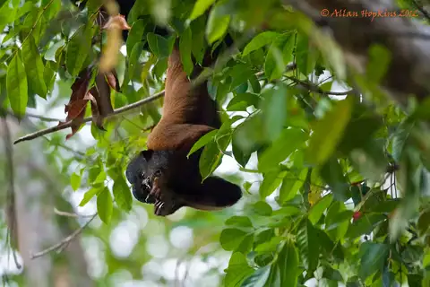 Northern Bearded Saki Monkey