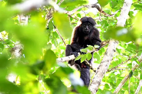 Uta Hick's Bearded Saki