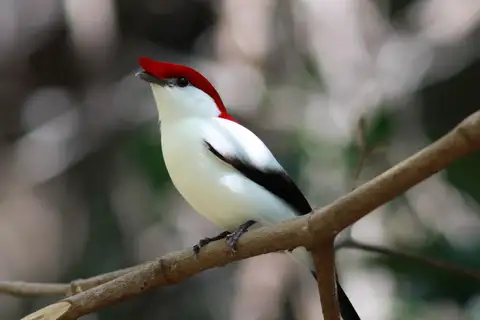 Araripe Manakin