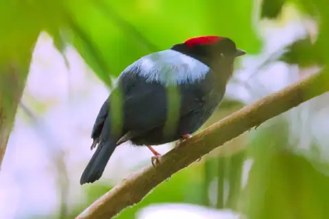 Yungas Manakin